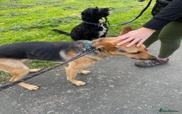 Mixed Breed dogs for adoption: Stunning Alfonz ready for love - Image 16