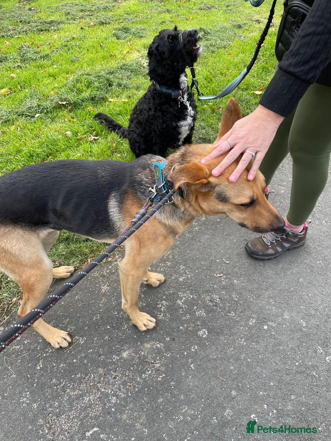 Mixed Breed dogs for adoption: Stunning Alfonz ready for love - Image 16