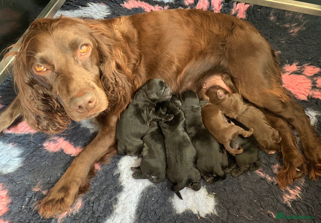 Sprocker dogs for sale: Gorgeous sprocker spaniel puppies  - Image 11