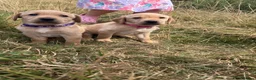 Labrador Retriever dogs for sale: Gorgeous fox red and yellow Labrador puppies  - Advert 25