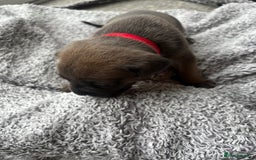 Cane Corso dogs for sale: Cane corsos puppies  - Advert 26