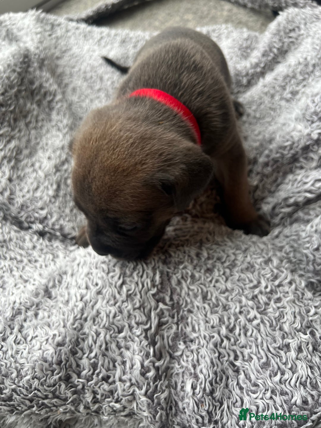 Cane Corso dogs for sale: Cane corsos puppies  - Advert 26