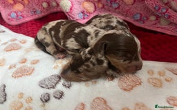 Dachshund dogs for sale: 5 beautiful daschund’s for sale  - Image 15