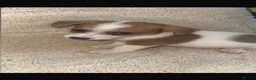 Jack Russell dogs for sale: Jack Russell’s - Advert 9