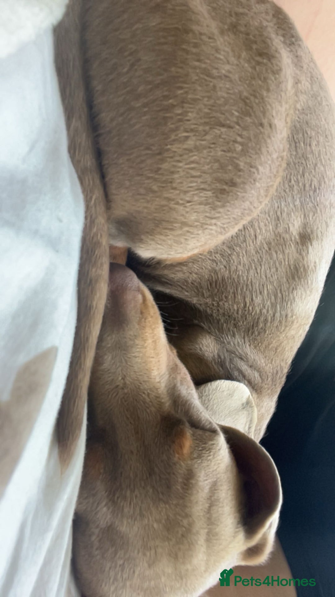 Miniature Dachshund dogs for sale: 10 month old Isabella Dachshund  - Advert 1