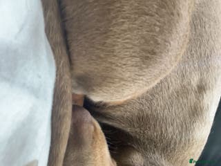 Miniature Dachshund dogs 10 month old Isabella Dachshund - Advert 18