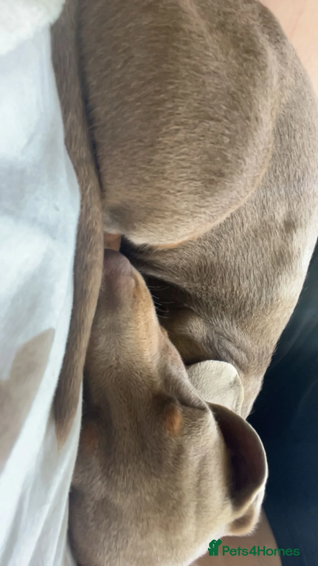 Miniature Dachshund dogs for sale: 10 month old Isabella Dachshund  - Advert 1