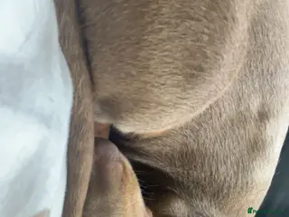 Miniature Dachshund dogs 10 month old Isabella Dachshund - Advert 9