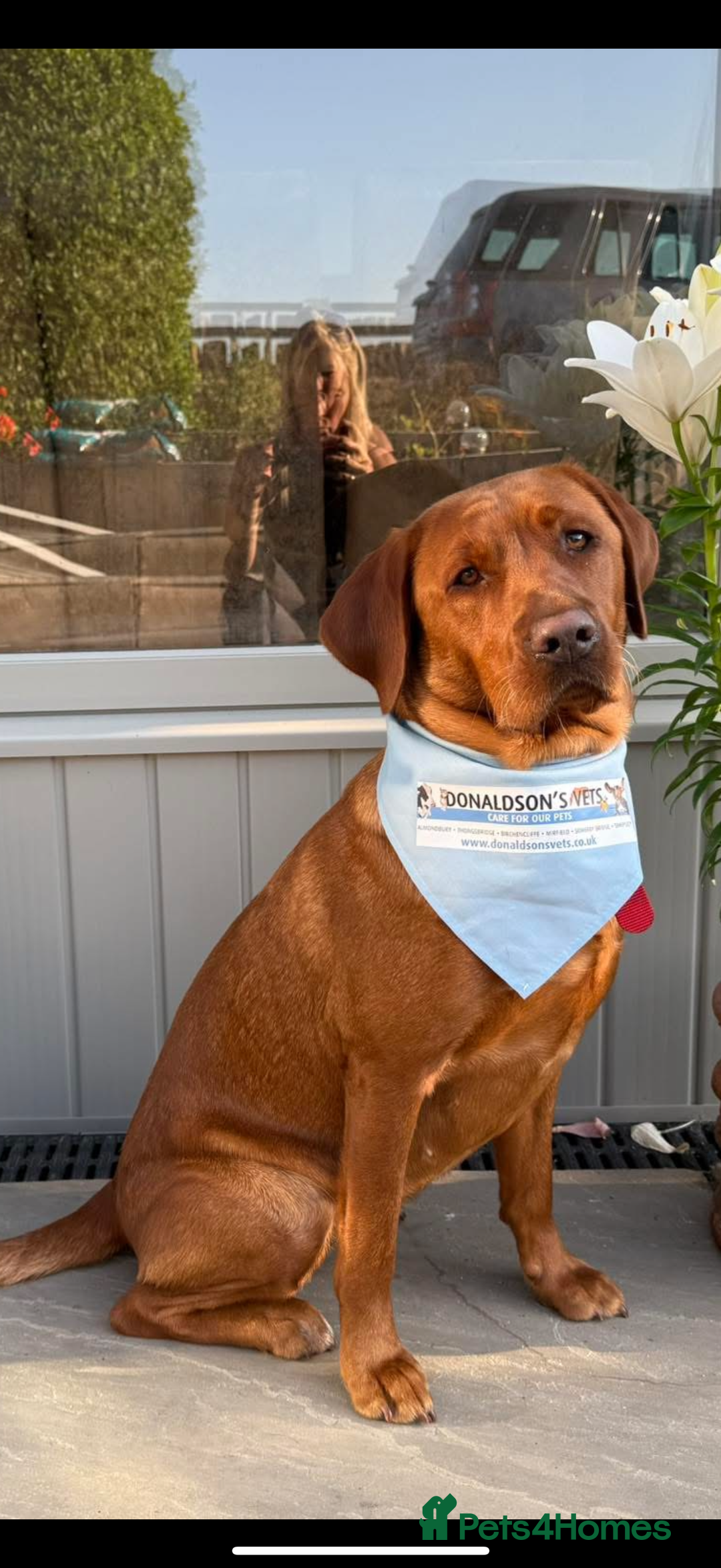 Labrador Retriever dogs for sale: Beautiful chunky litter of black pups  - Advert 8