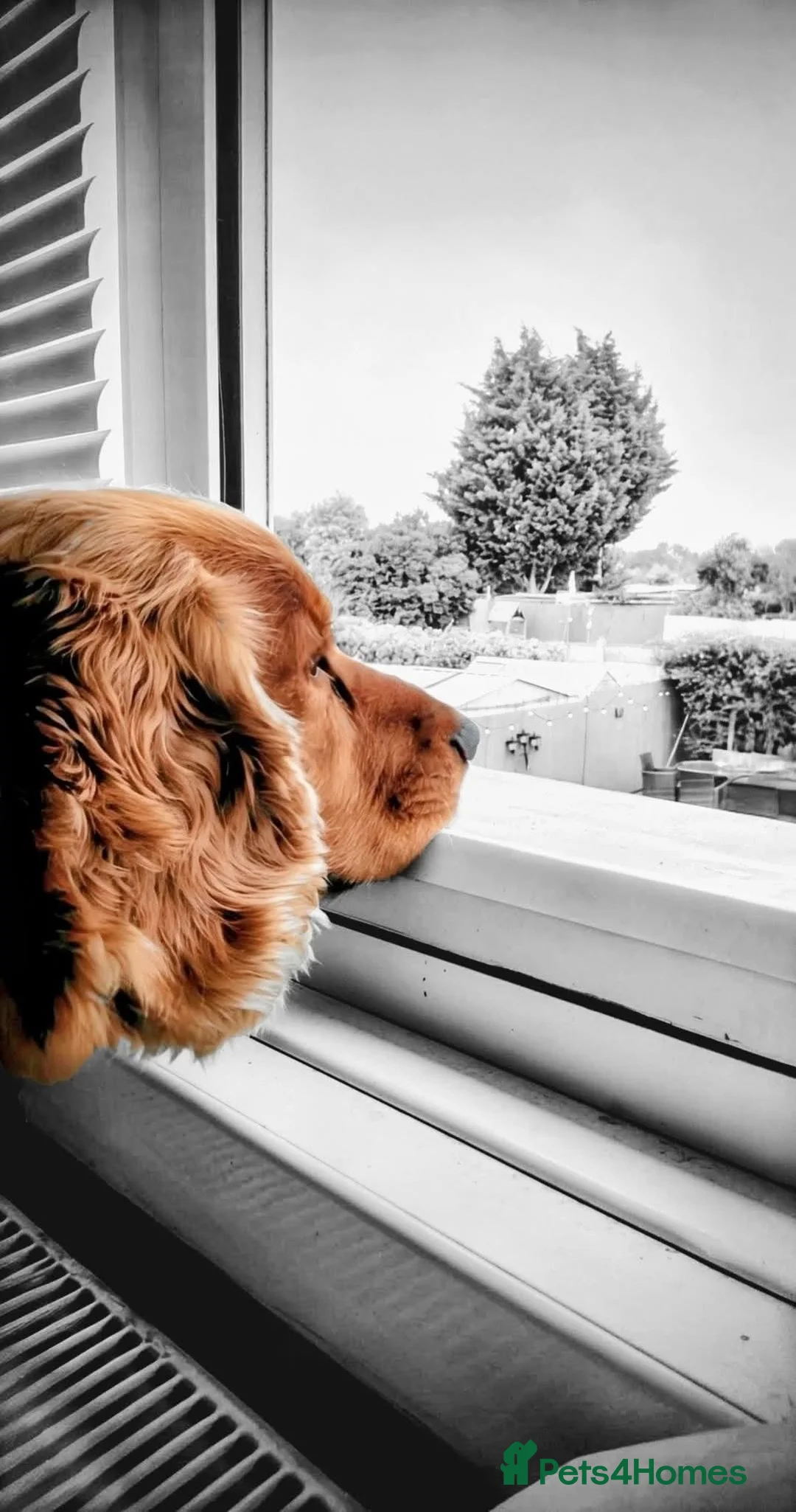 Cocker Spaniel dogs for stud: Bayley the cocker spaniel  in King's Lynn - Advert 2