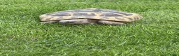 Tortoise reptiles for sale: Hermanns Tortoise - Male - 10 years old in Nottingham - Advert 4