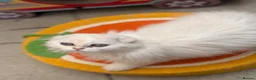British Longhair cats for sale:  last 2 left  - Advert 4