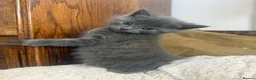 Mixed Breed cats for sale: Two beautiful Boy Kittens For Sale  - Advert 6