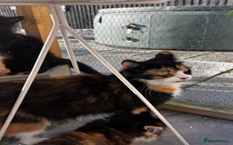 Ragcoon cats for sale: Beautiful ragcoon kittens - Image 30