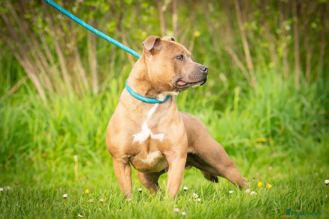 Staffordshire Bull Terrier dogs for sale: 3 year old staff - Advert 3