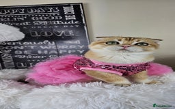 British Shorthair cats for sale: TICA REGISTERED Golden Chinchilla Girl - Image 19
