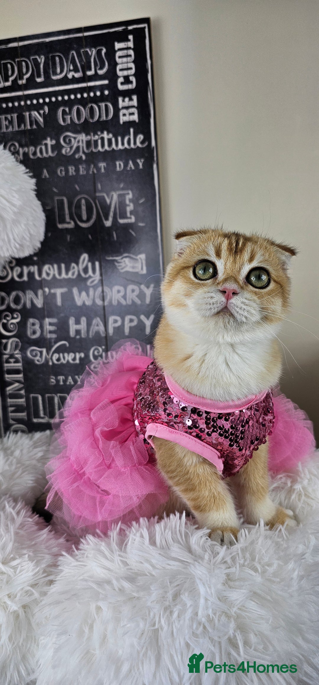 British Shorthair cats for sale: TICA REGISTERED Golden Chinchilla Girl - Image 19