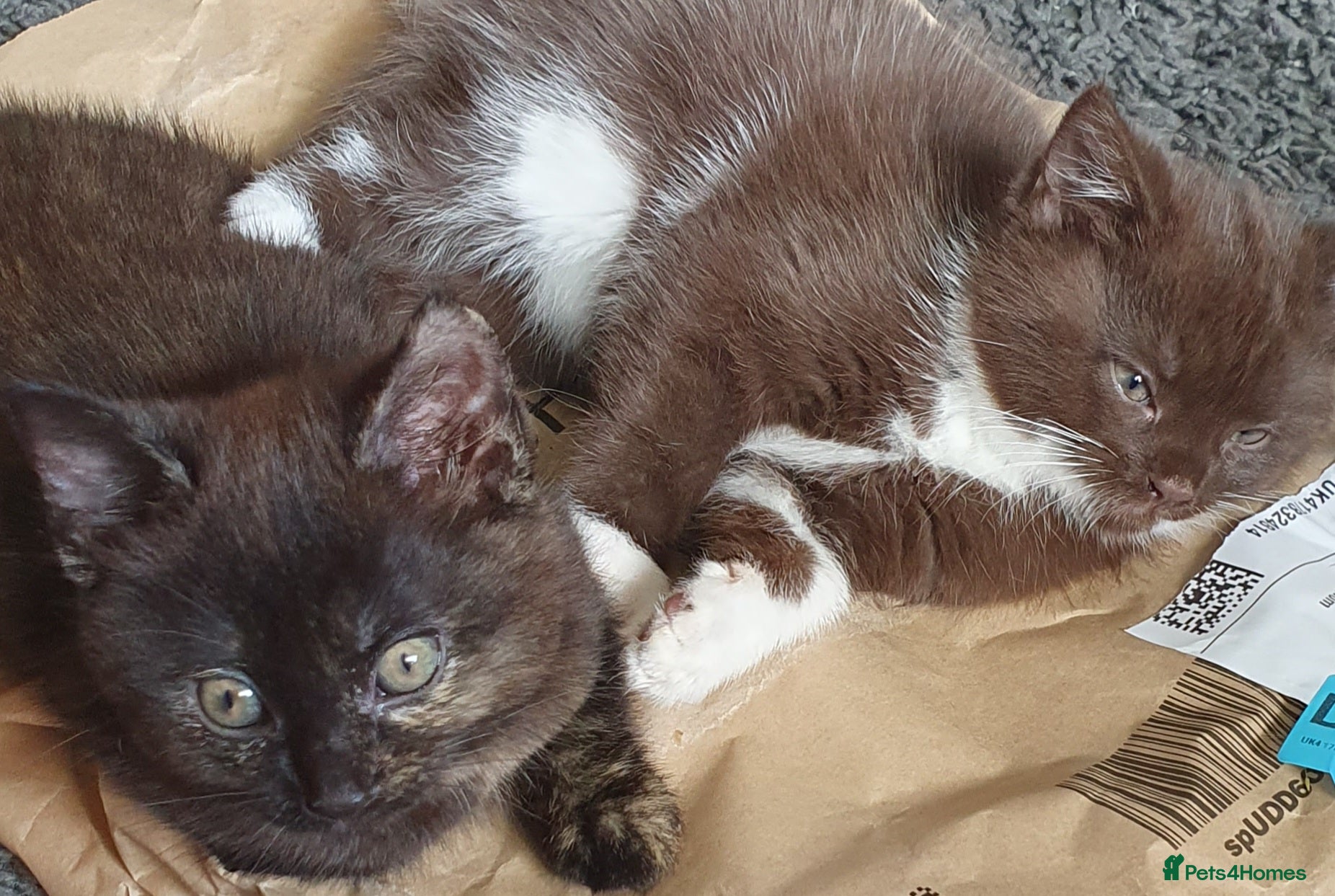 Mixed Breed cats 2 beautiful girls ready for forever homes - Advert 3