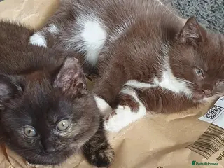 Mixed Breed cats 2 beautiful girls ready for forever homes - Advert 1