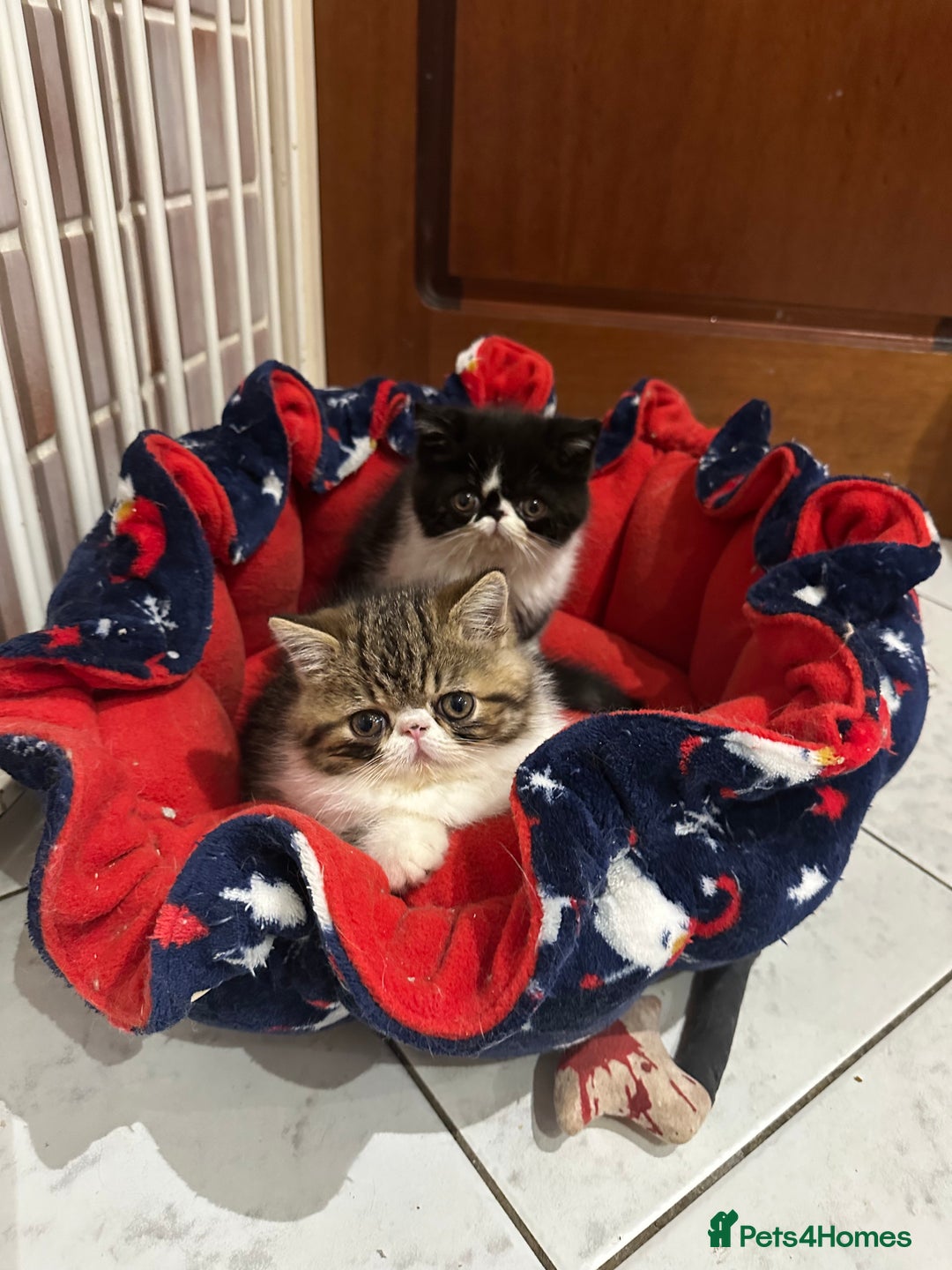 Exotic cats for sale: Brown Tabby & White exotic shorthair  - Advert 4