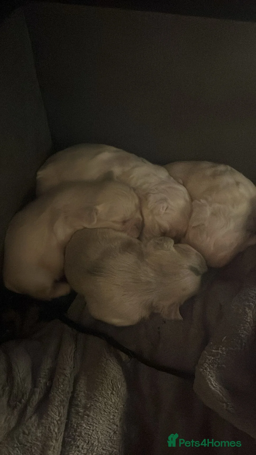 French Bulldog dogs for sale: KC registered fluffy French bulldog puppies  - Advert 2