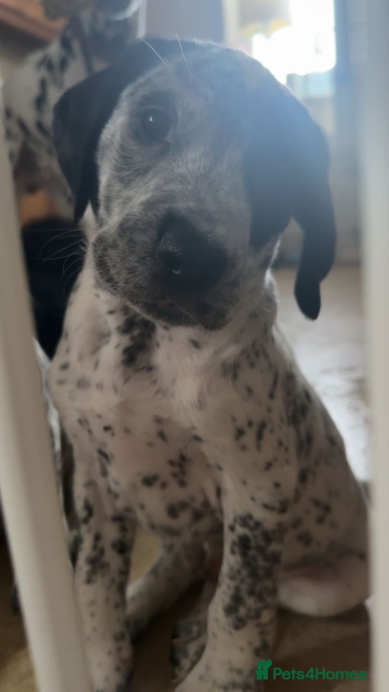 Mixed Breed dogs Dalmatian X Cocker spaniel - Advert 3