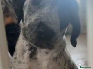 Mixed Breed dogs Dalmatian X Cocker spaniel - Advert 3