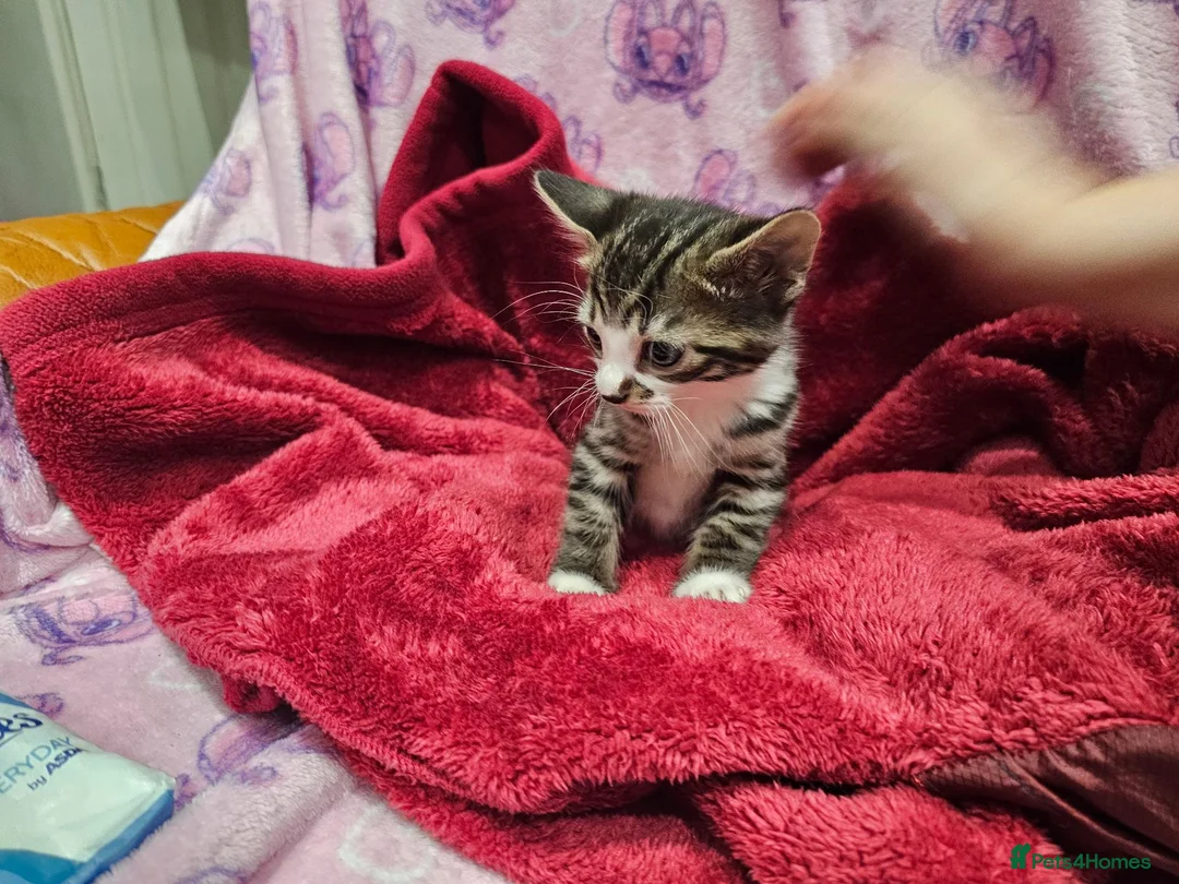 Bengal cats for sale: Bengal kitten's mix - Advert 27