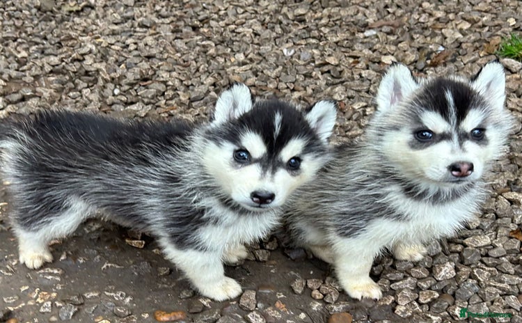 Siberian Husky dogs - Advert 3