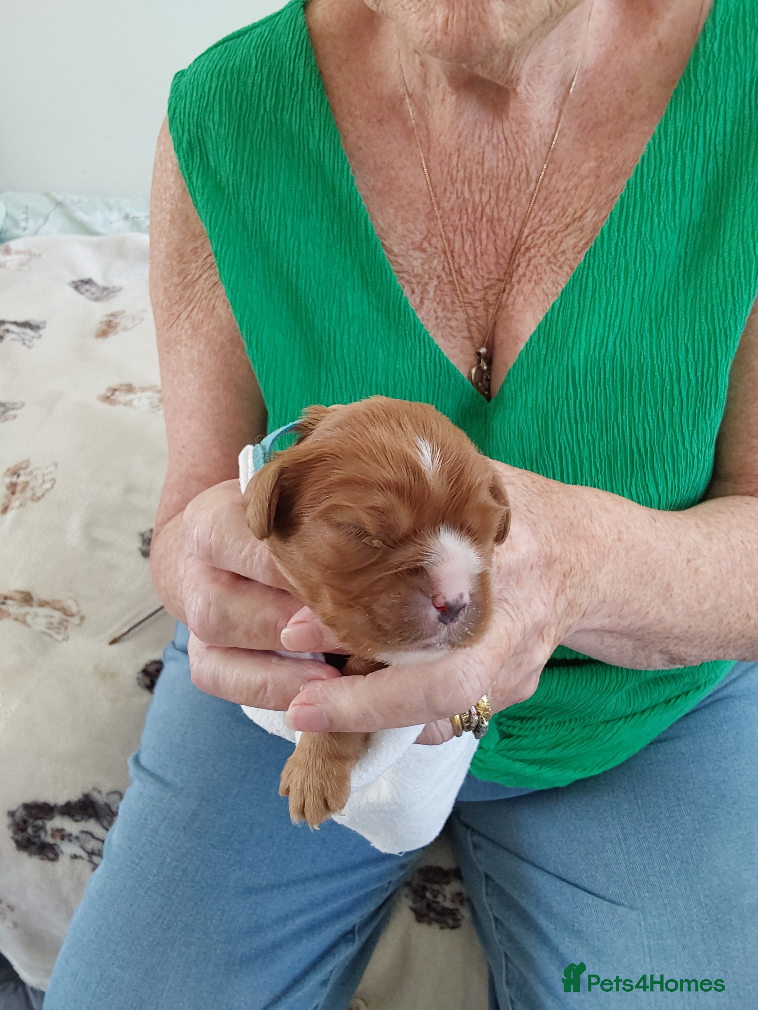 Cavalier King Charles Spaniel dogs 100% cavalier king charles spaniels for sale - Advert 2