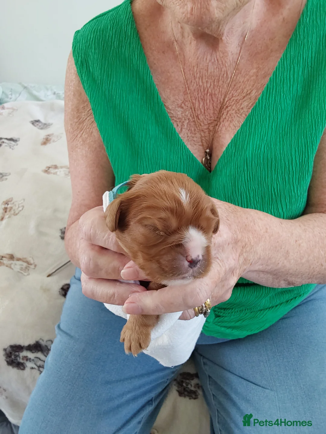 Cavalier King Charles Spaniel dogs for sale: 100% cavalier king charles spaniels for sale in Thornton-Cleveleys - Advert 1