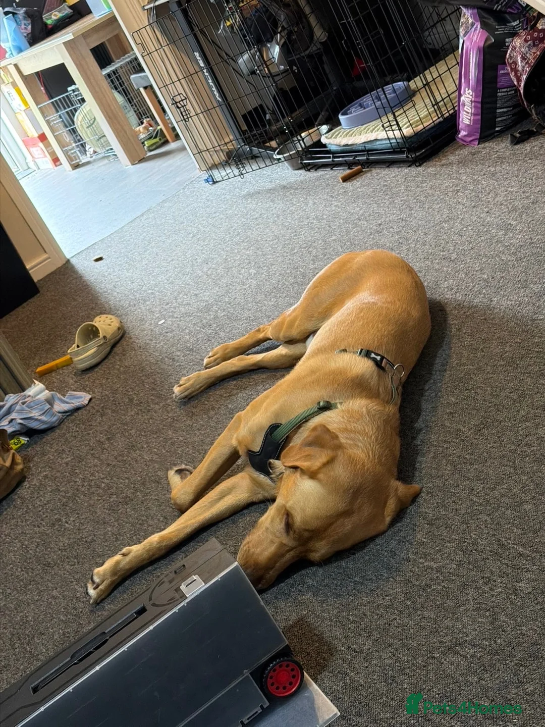 Mixed Breed dogs for sale: Fox red labrador in Stourport-on-Severn - Advert 2