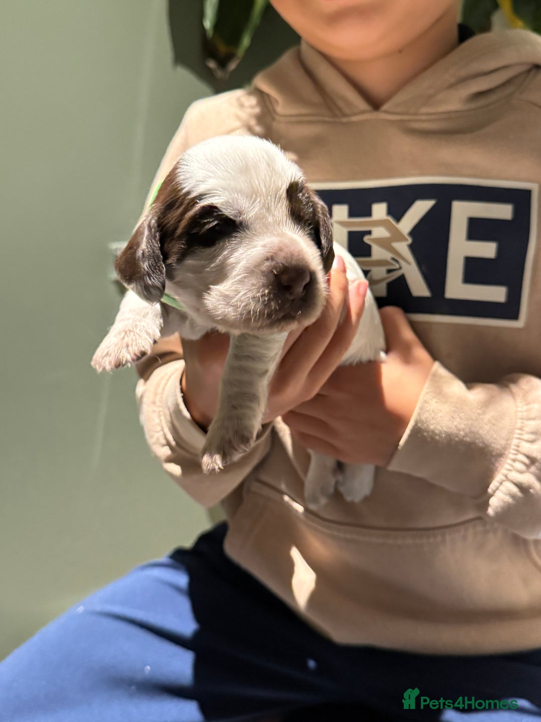 Cocker Spaniel dogs for sale: 8 beautiful show cocker puppies for sale - Advert 13