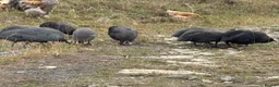 Guinea Fowl poultry for sale: Guinea Fowl - Advert 13