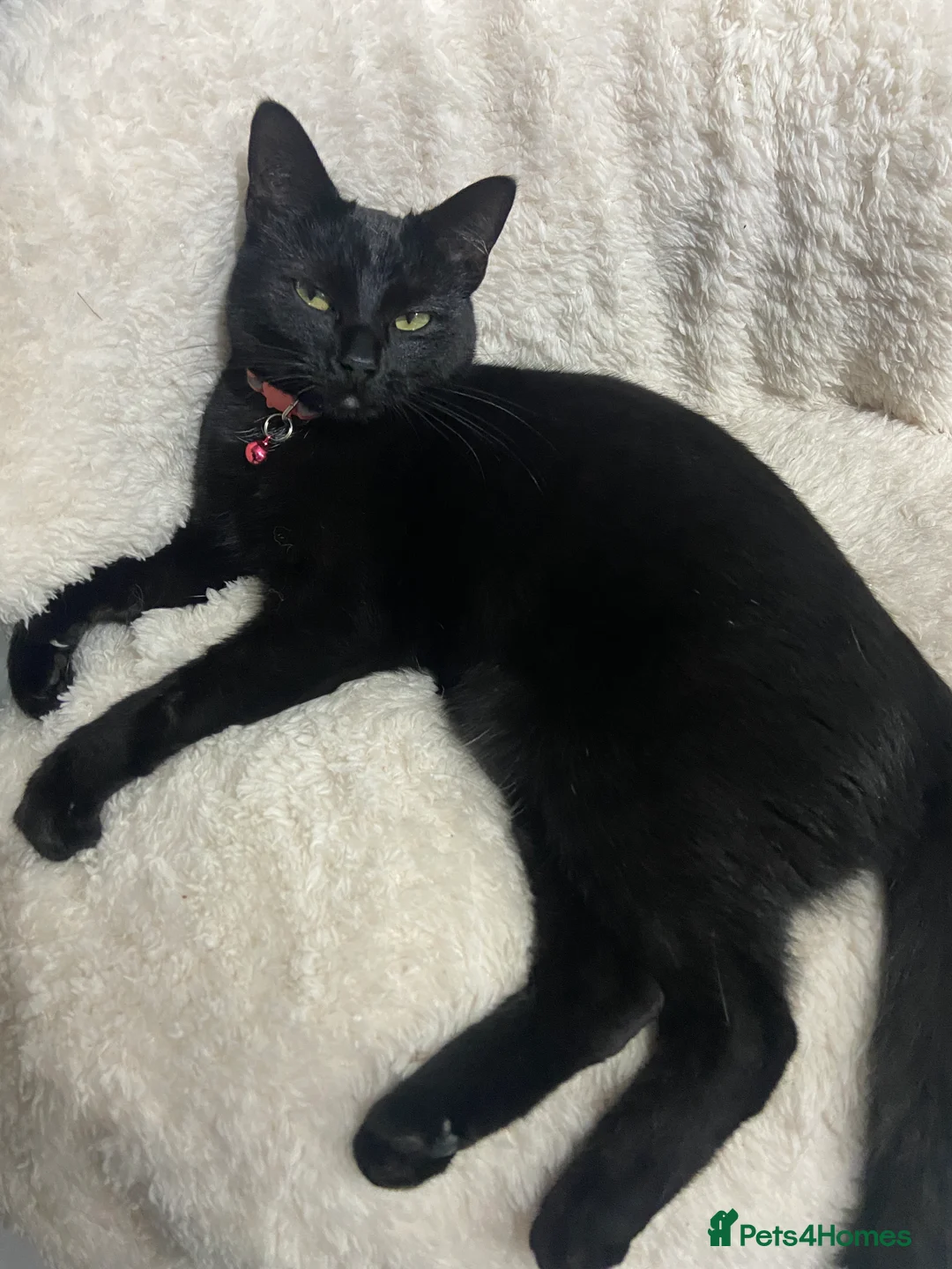 Mixed Breed cats for sale: POPPY - Advert 5