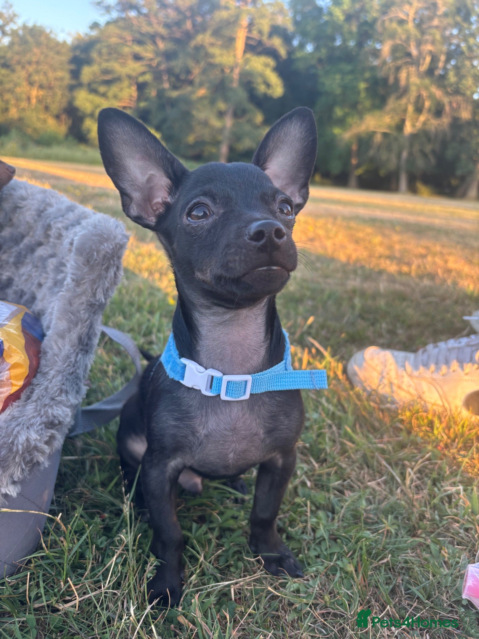 Russian Toy Terrier dogs Only male russian toy terrier puppy for sale - Advert 1