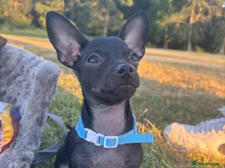 Russian Toy Terrier dogs Only male russian toy terrier puppy for sale - Advert 2