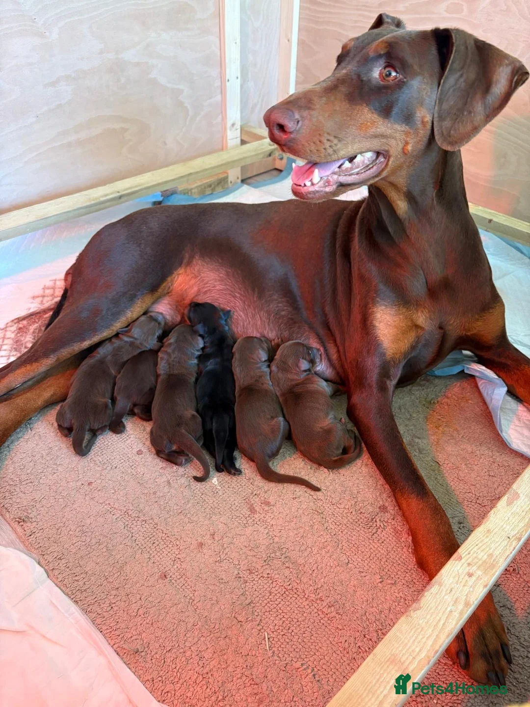 Dobermann dogs for sale: Rose 🌹 has had her first litter  - Advert 4
