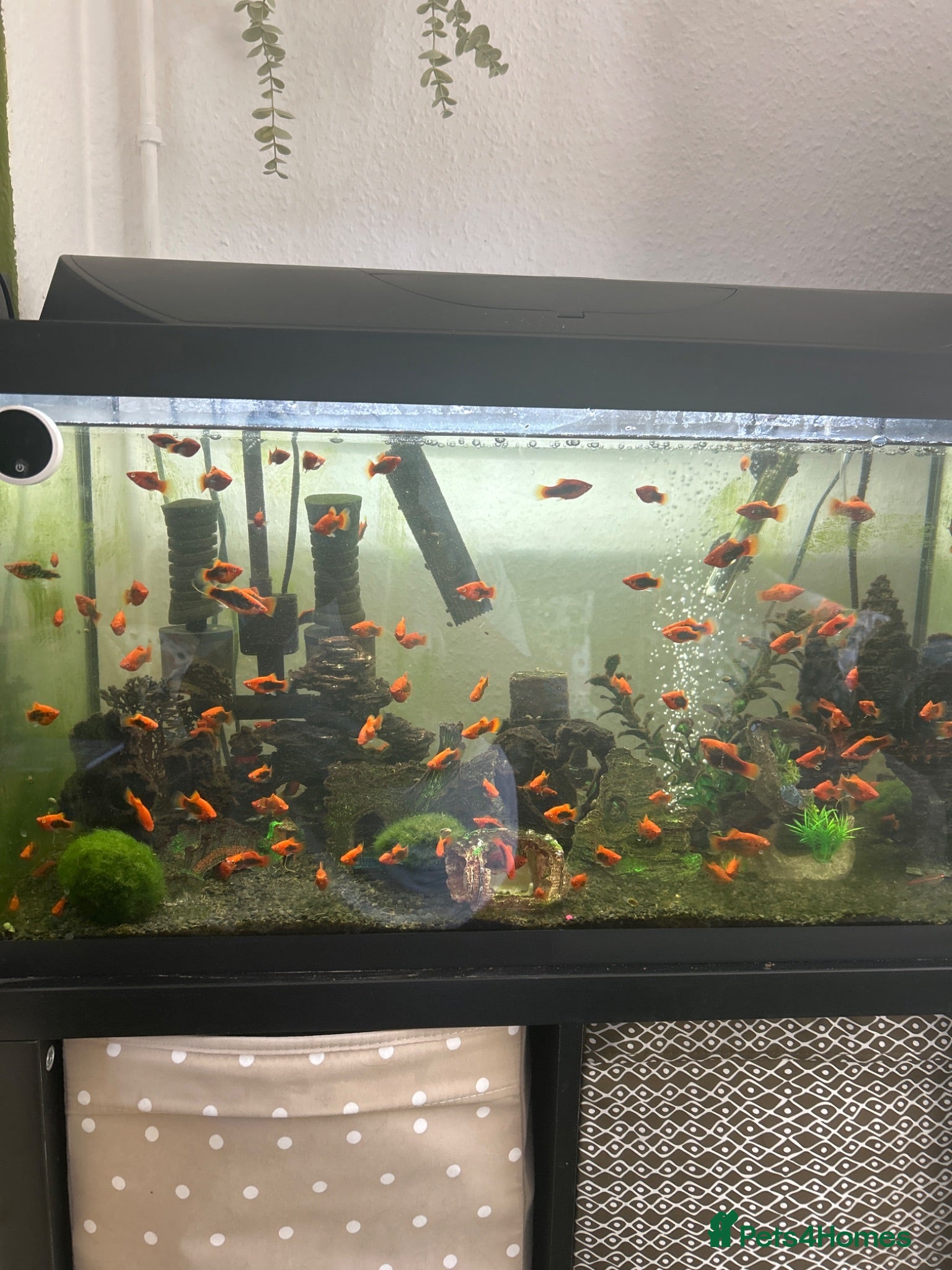 Mollies fish Mollies for sale  - Advert 1