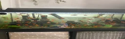 Mollies fish for sale: Mollies for sale  in Ilkeston - Advert 1