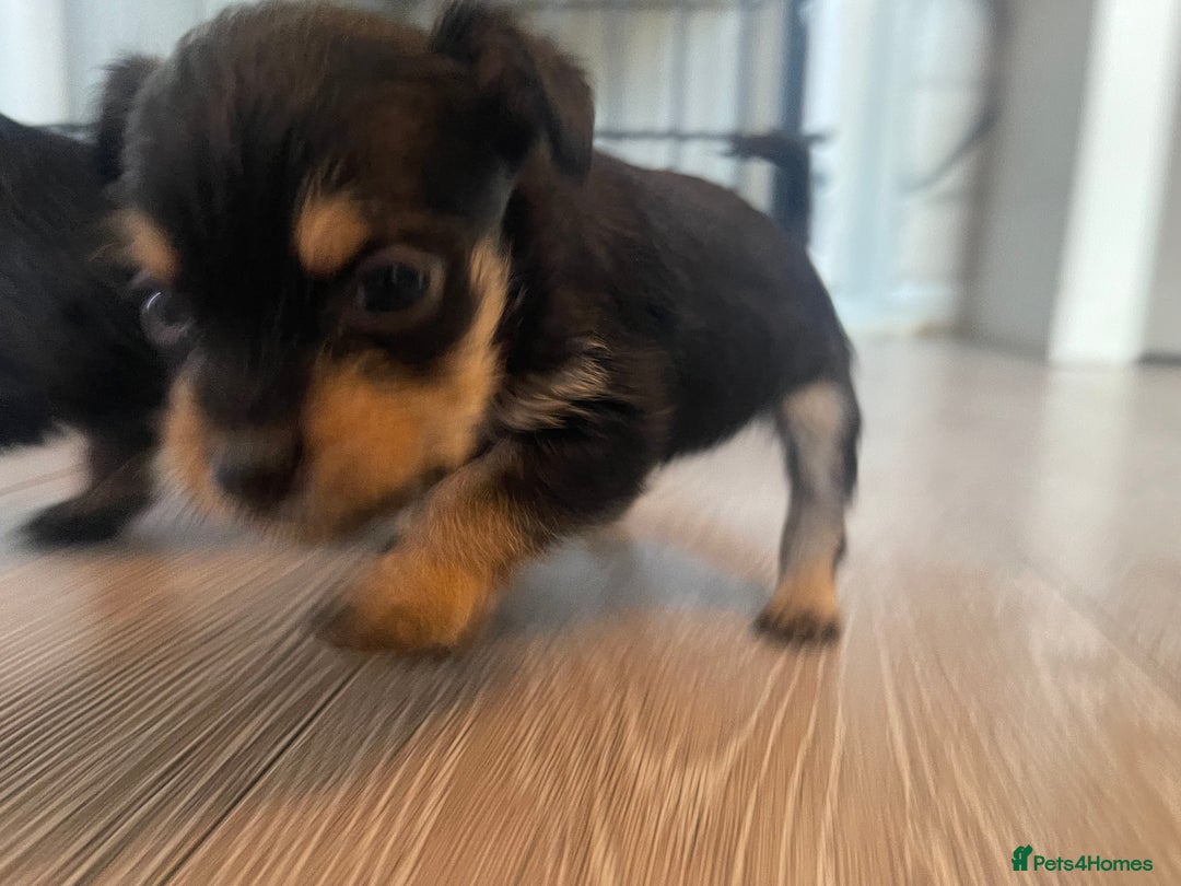 Mixed Breed dogs for sale: Jackapoo/French bulldog  - Advert 28