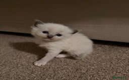 Ragdoll cats for sale: Ragdoll kittens  - Image 5