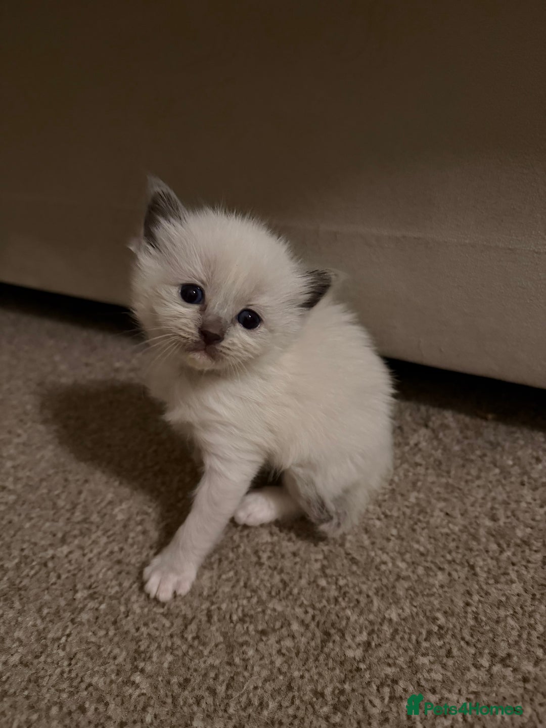 Ragdoll cats for sale: Ragdoll kittens  - Image 5