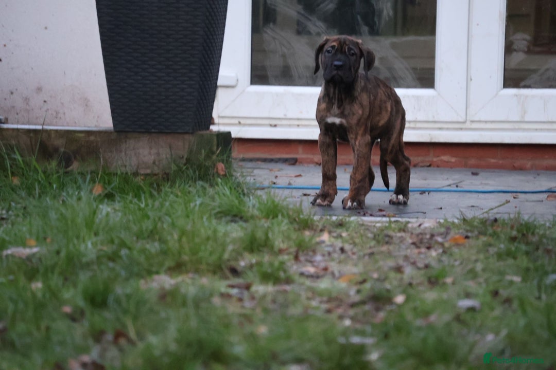 Presa Canario dogs for sale: Presa Canario Puppies (Recognised Breeder) - Advert 17