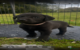 Labrador Retriever dogs for sale: Pedigree KC Reg Labrador puppies - Image 14