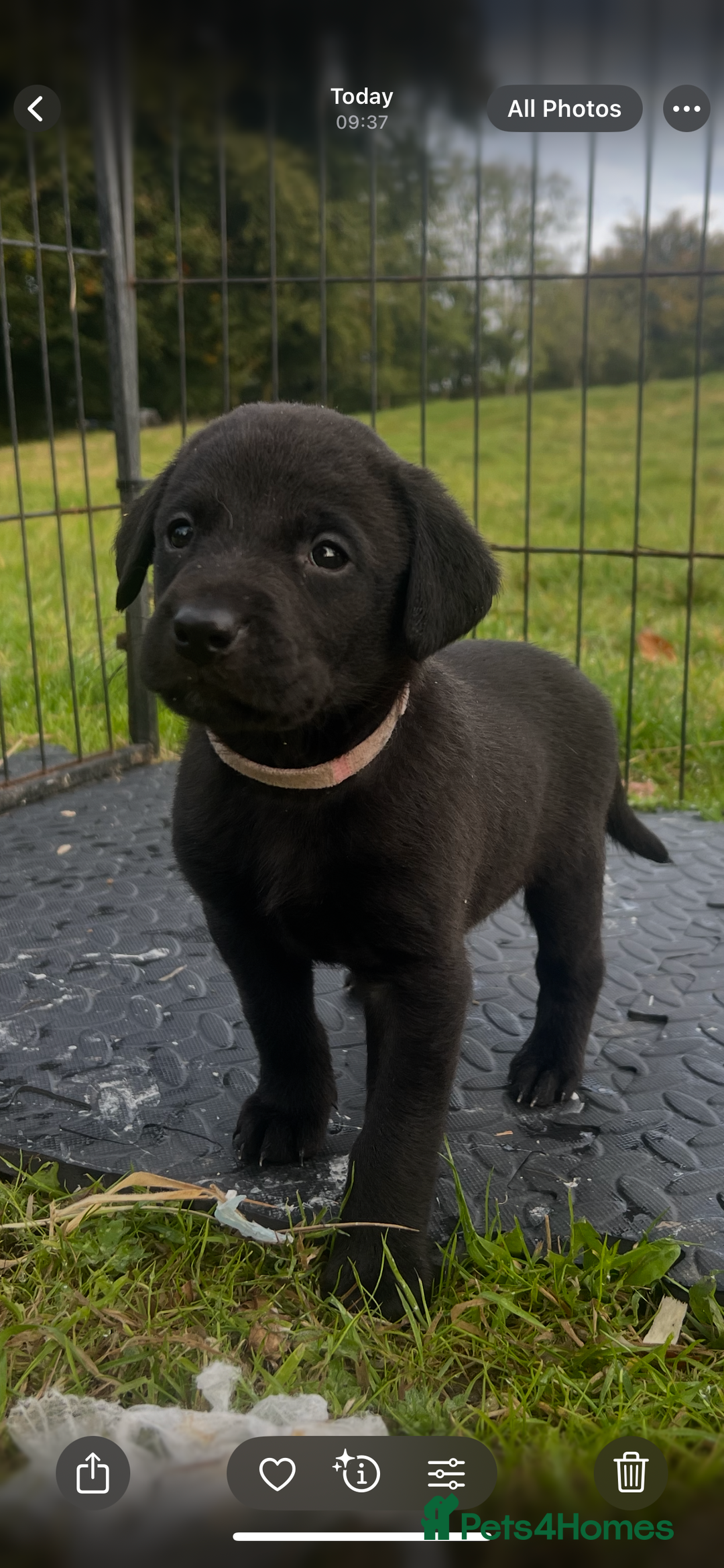 Labrador Retriever dogs for sale: Pedigree KC Reg Labrador puppies - Image 14
