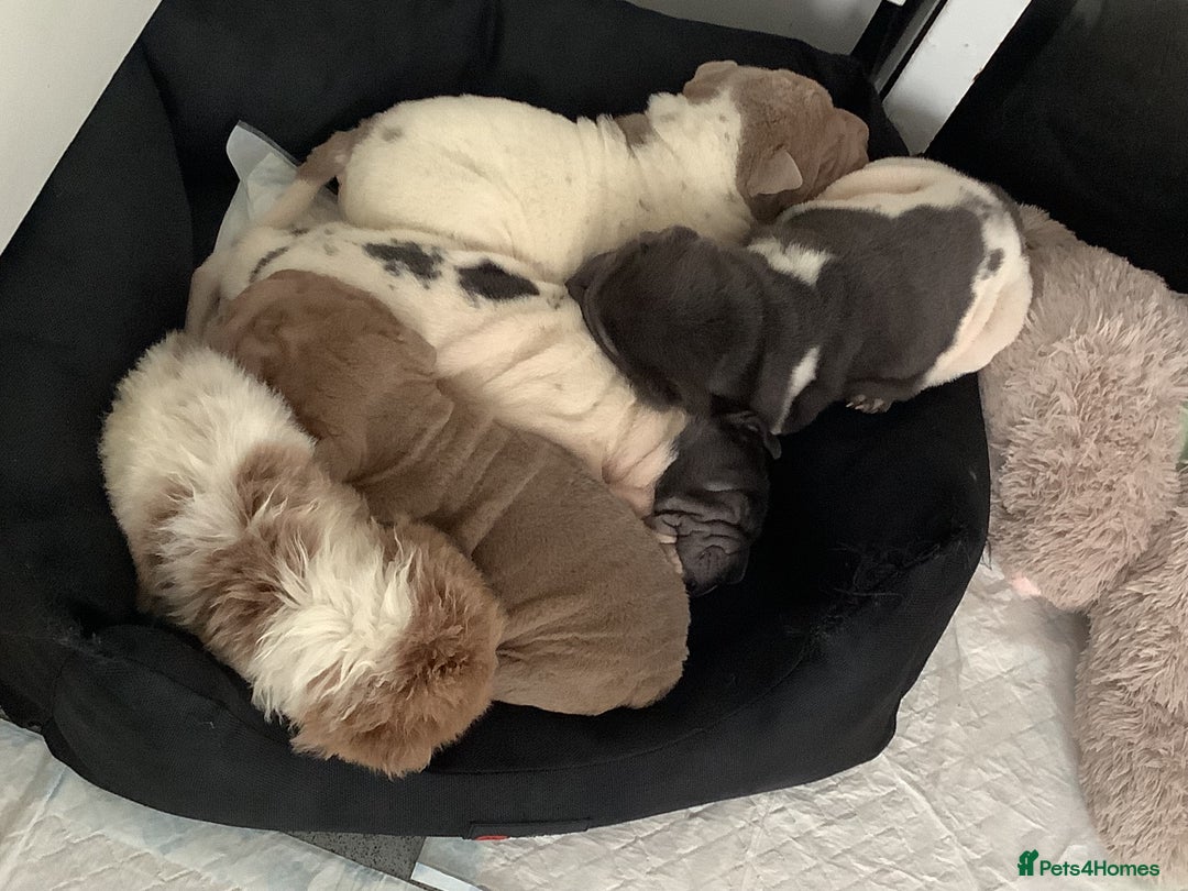 Shar Pei dogs for sale: Kc registered shar pei rare colours - Advert 10