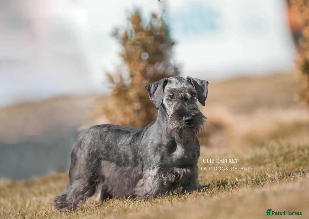 Cesky Terrier dogs for sale: CESKY TERRIER PUPPIES. advance notice - Advert 3