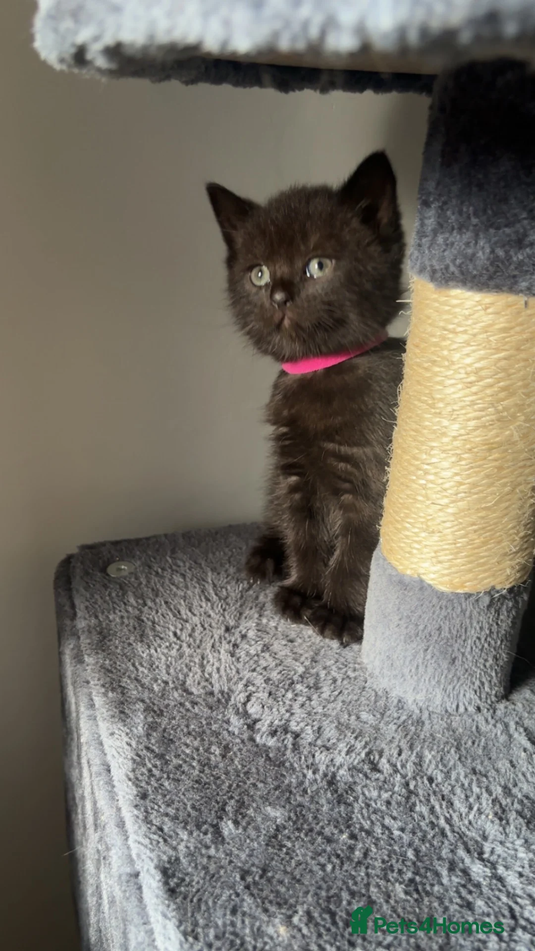 Mixed Breed cats for sale: British shorthair x kittens 3 REMAINING  - Advert 2