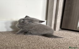 British Shorthair cats for sale: Chunky Lilac & blue bsh kittens  - Image 5